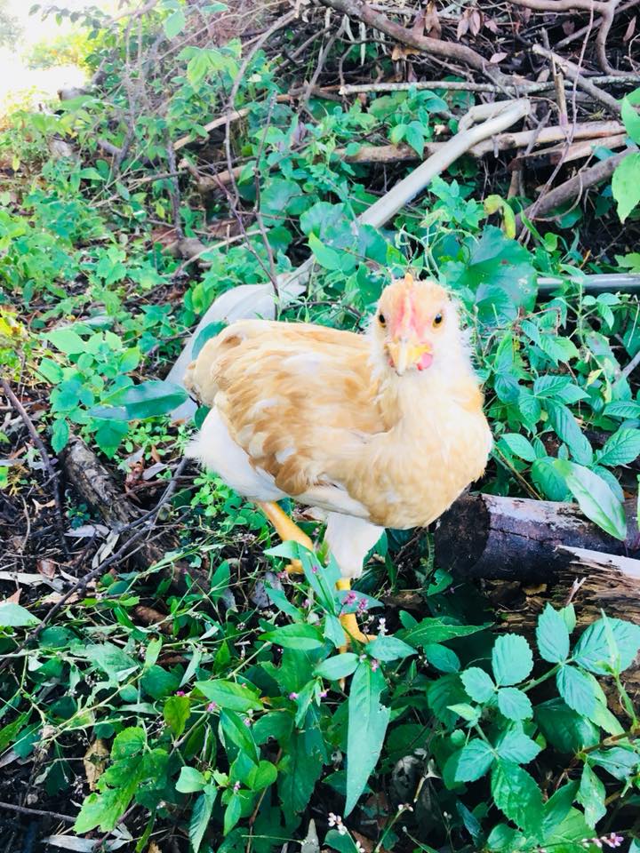 45854015_1781085612000395_4077123449485524992_n