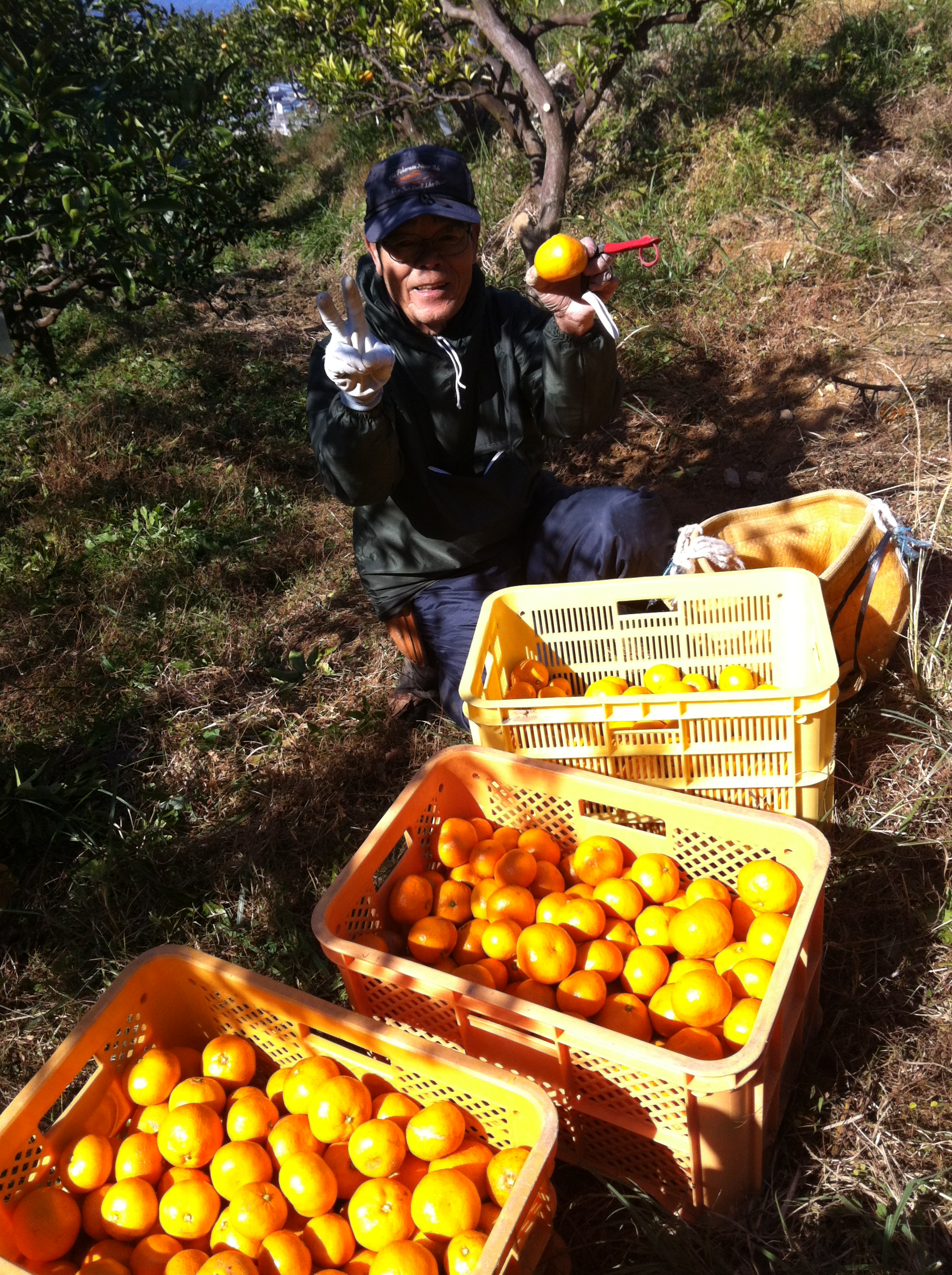 「 みかん、収量当てクイズ! 」