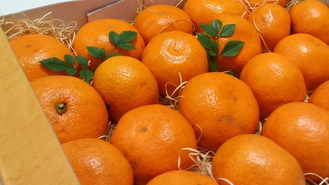 「　富山ブームが来ています！　」