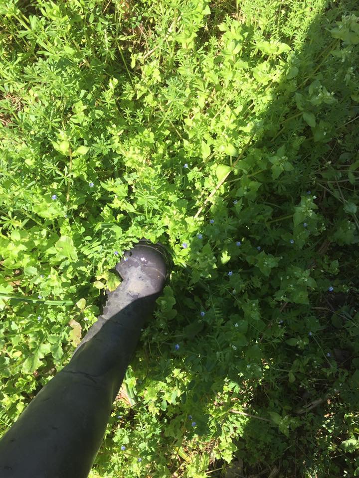 植生が変わる！