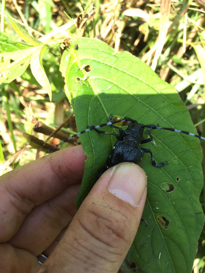 カミキリ虫は、強い！