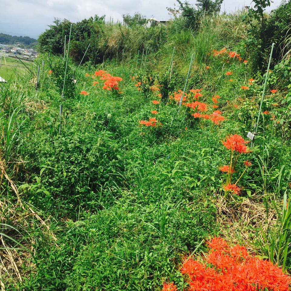 鮮やかに 山を彩る 曼珠沙華