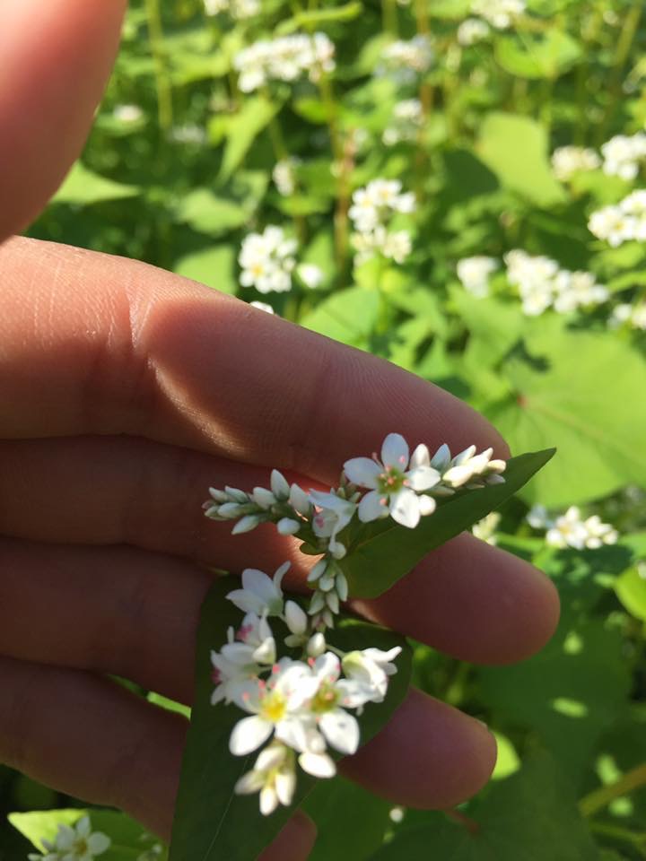 蕎麦の花♪