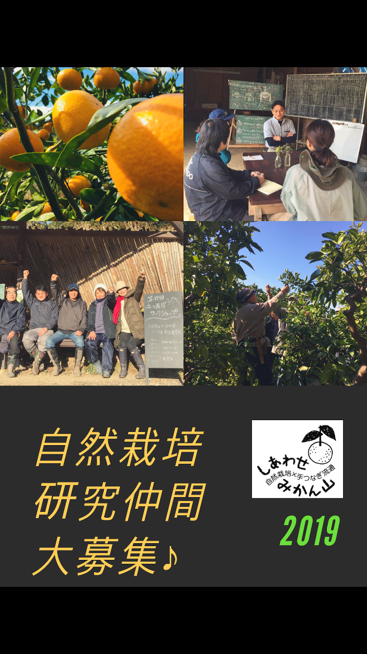 「みかん山自然栽培研究仲間、大募集♪」