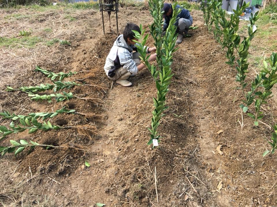 植樹、準備中④♪