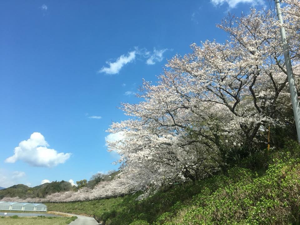 桜並木♪