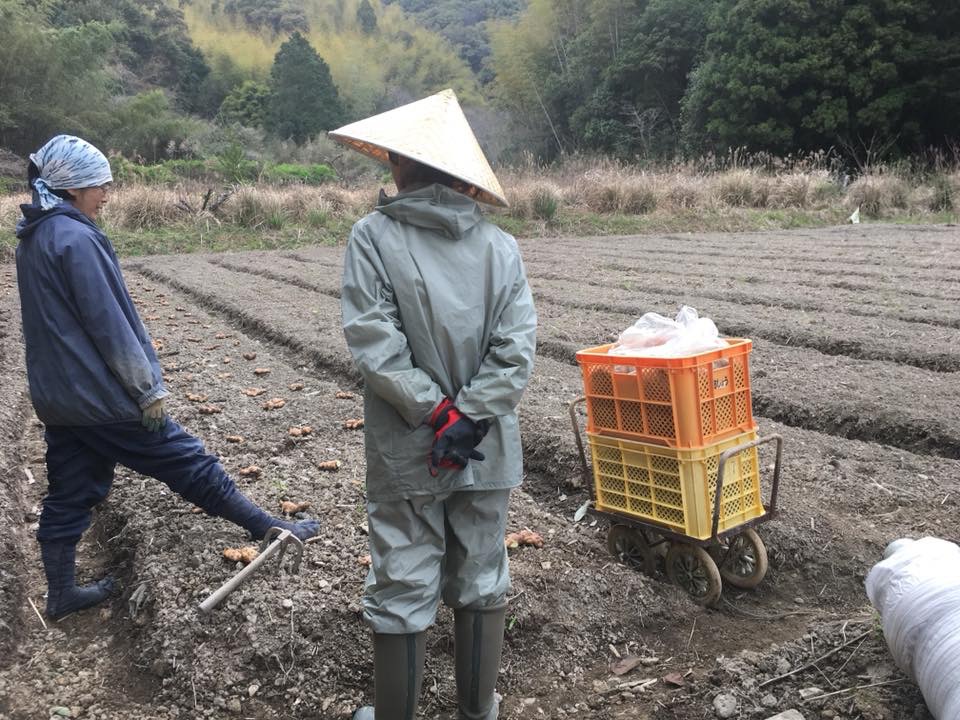 自然栽培生姜畑のお手伝い♪