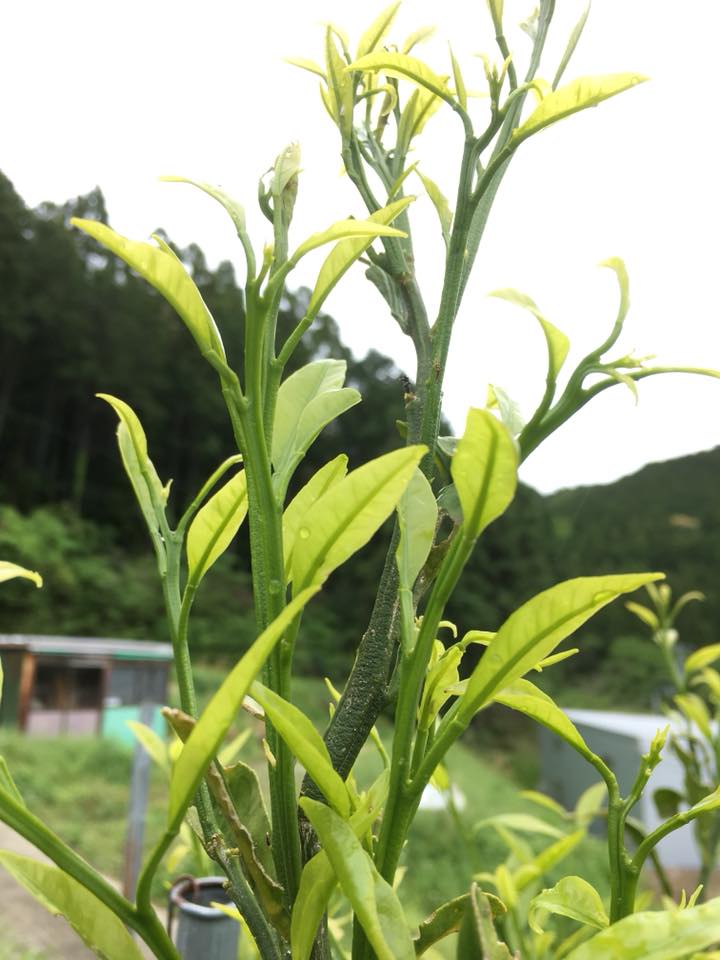 「みかんは葉から出て枝が伸びる♪」