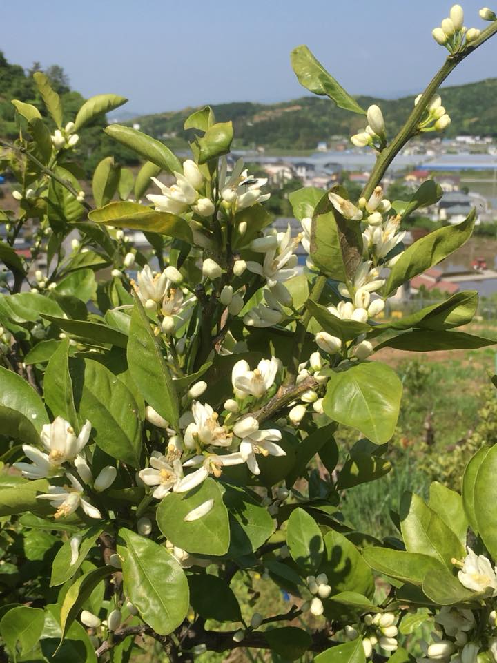 「みかんの花が咲きました♪」
