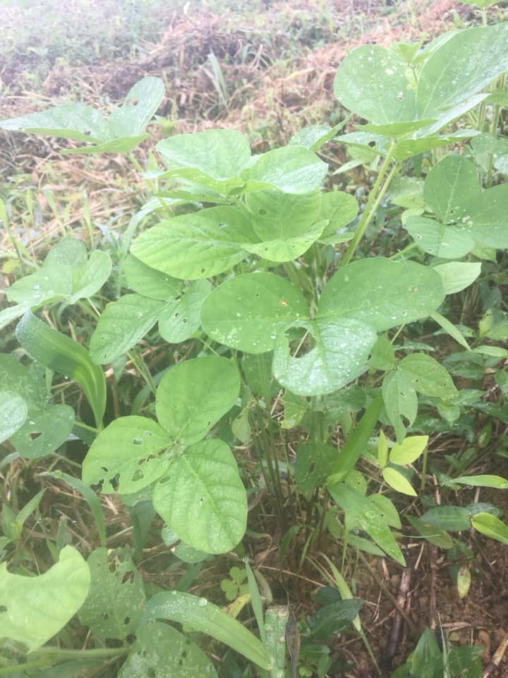 「大豆の成長ーー微生物で土づくり?ーー