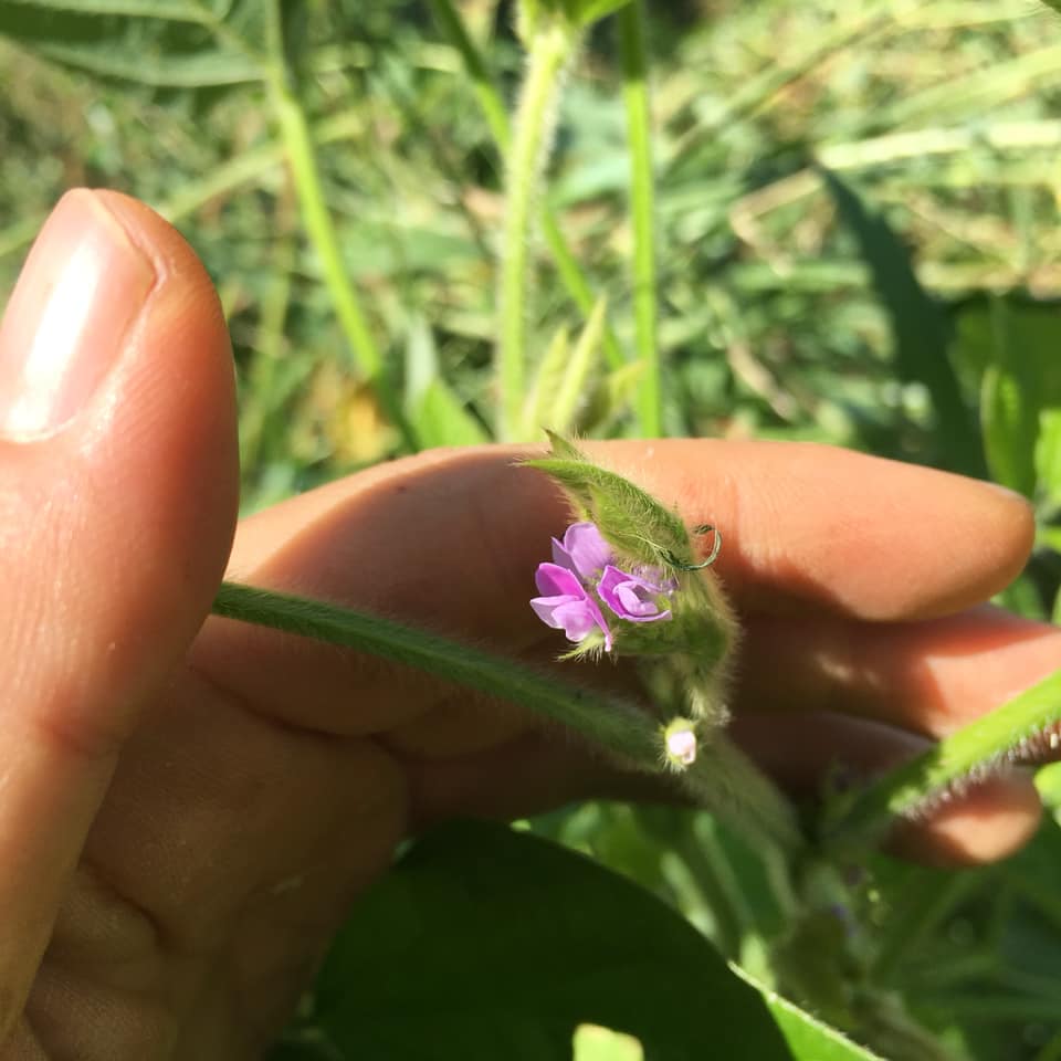 「大豆の花♪」
