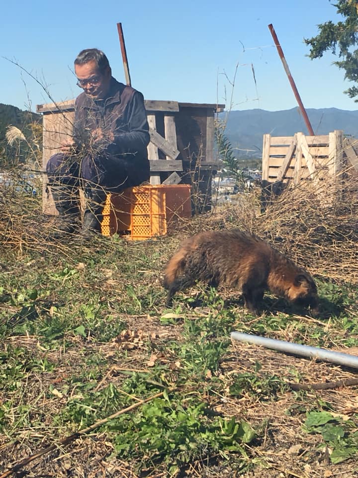 「タヌキが一匹