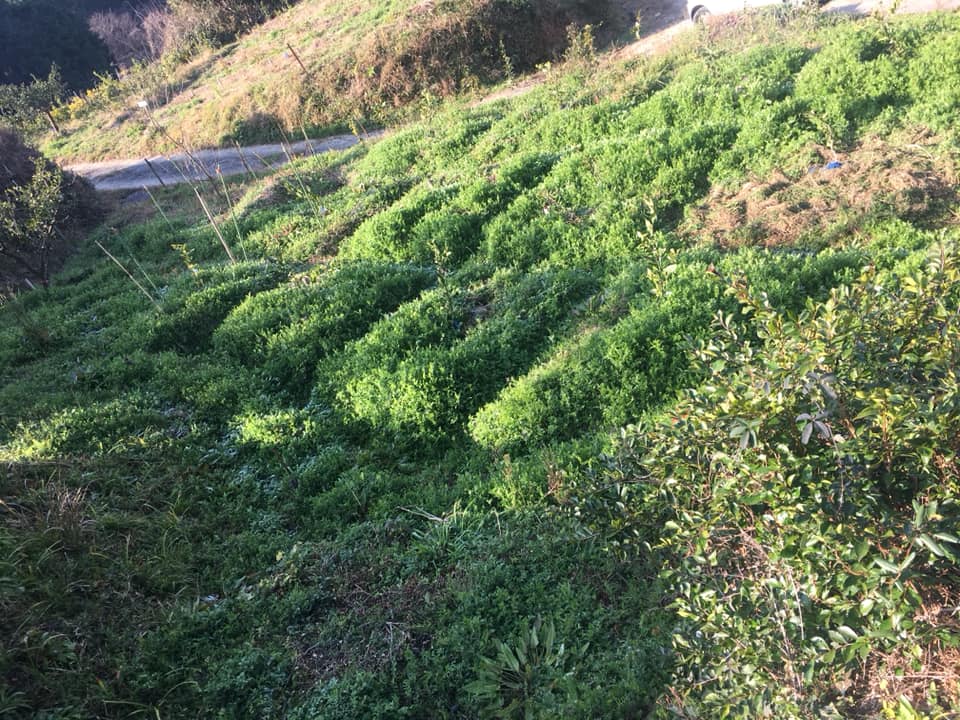 「草に手伝ってもらう土づくり」 ーーカラスノエンドウが一面に②ーー