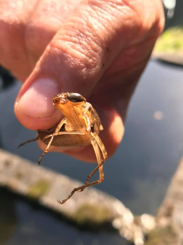 「みかん山にはどんな生き物がいる？」ー水槽編ー