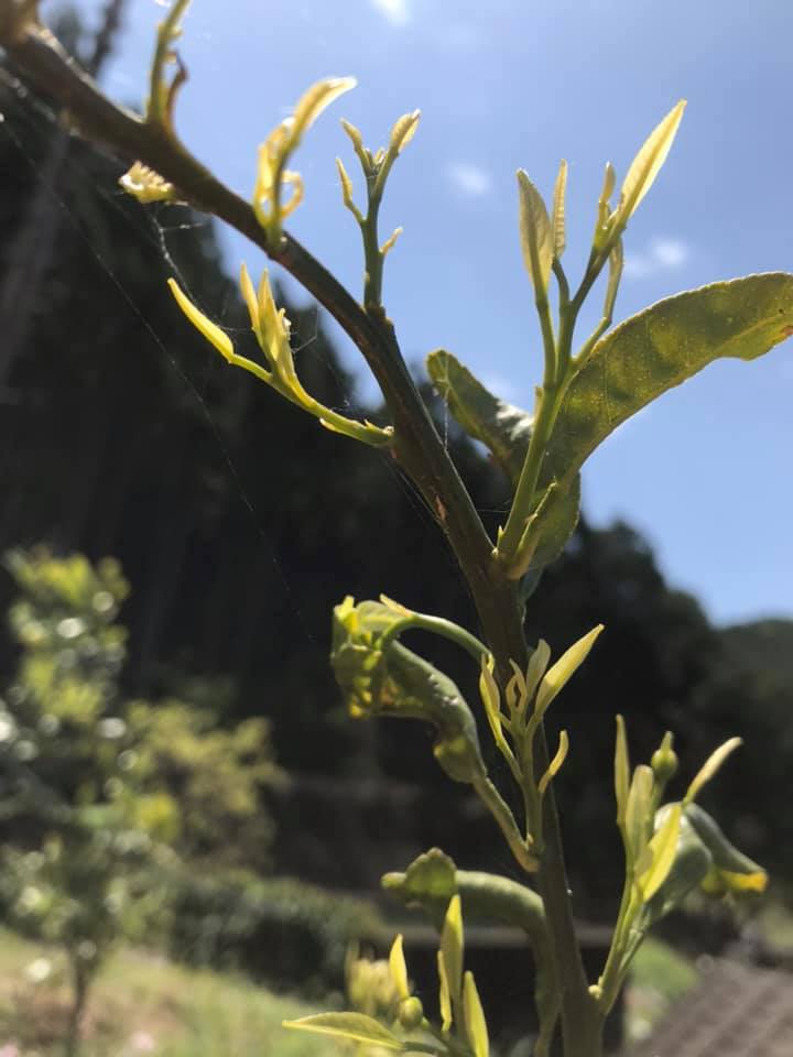 「春芽が出てきた♪」