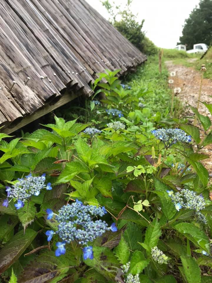 「ひっこさんの紫陽花」