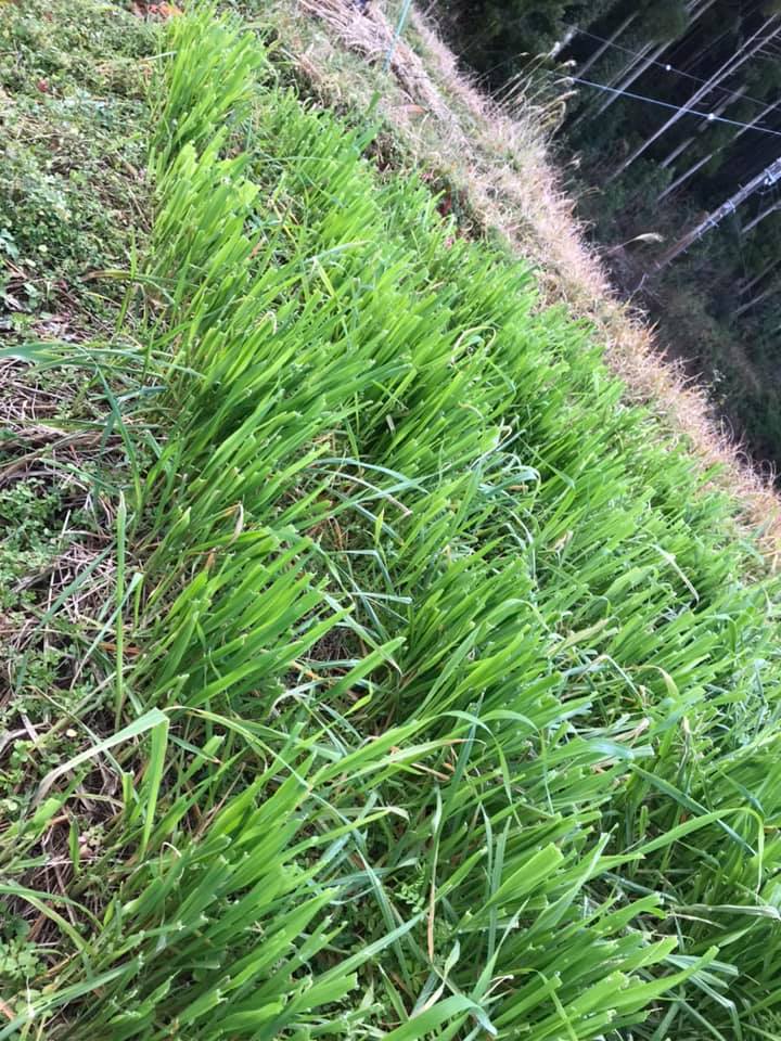「麦が〇〇に食べられる？」