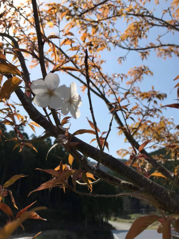 「6年目で咲いた山桜」