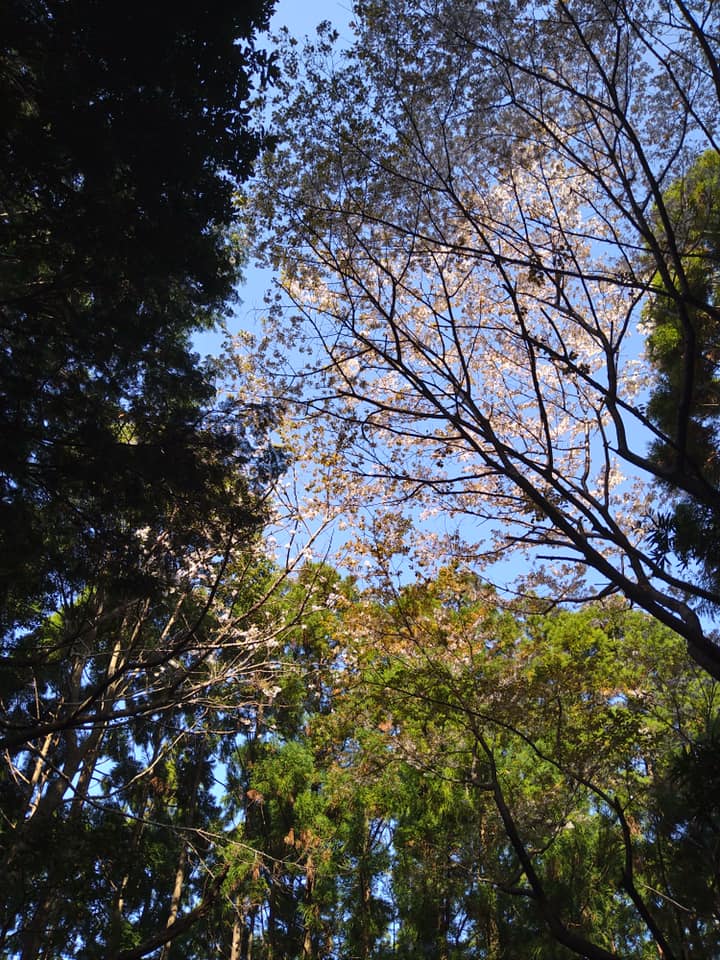 「山に咲く山桜は」