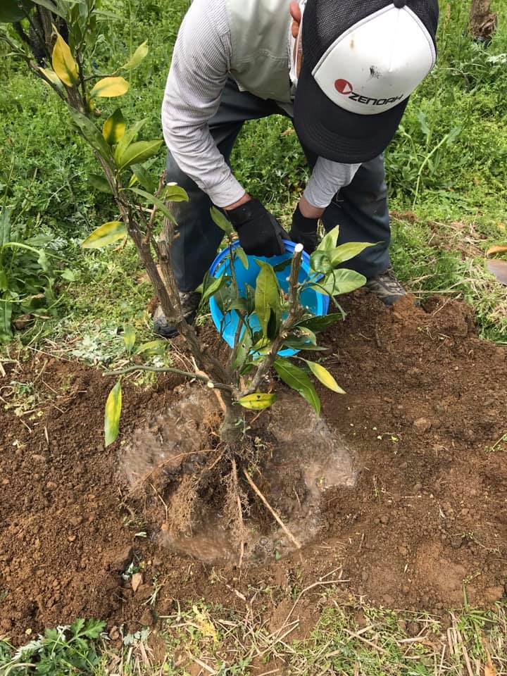 「絶対に枯れないみかんの植え方を、地域の先輩から学ぶ!」