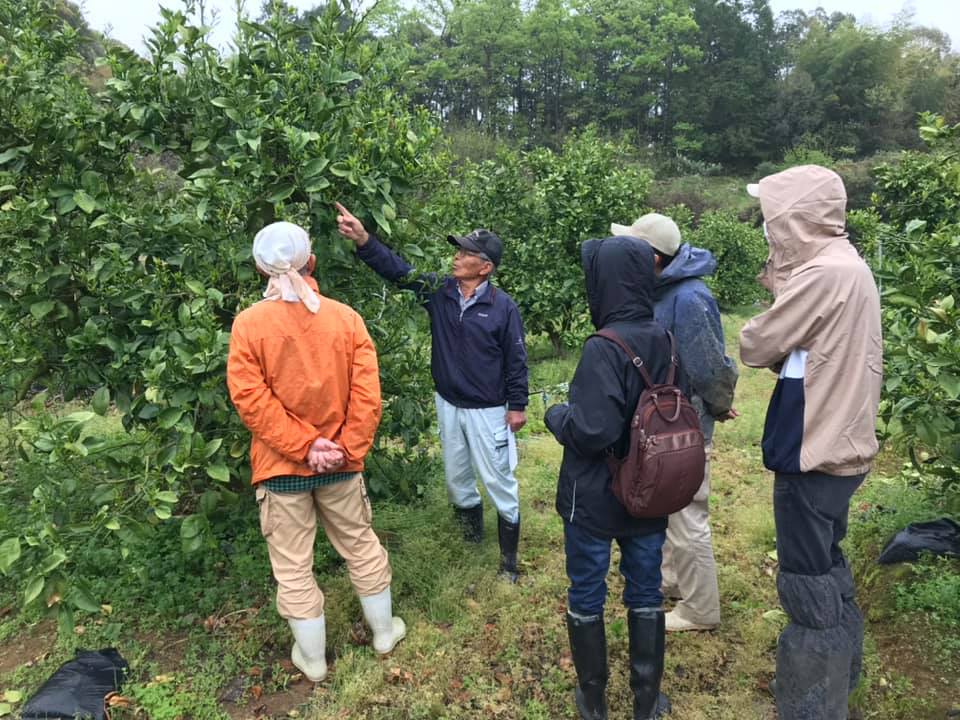 「みかんの大先輩の剪定講習会」