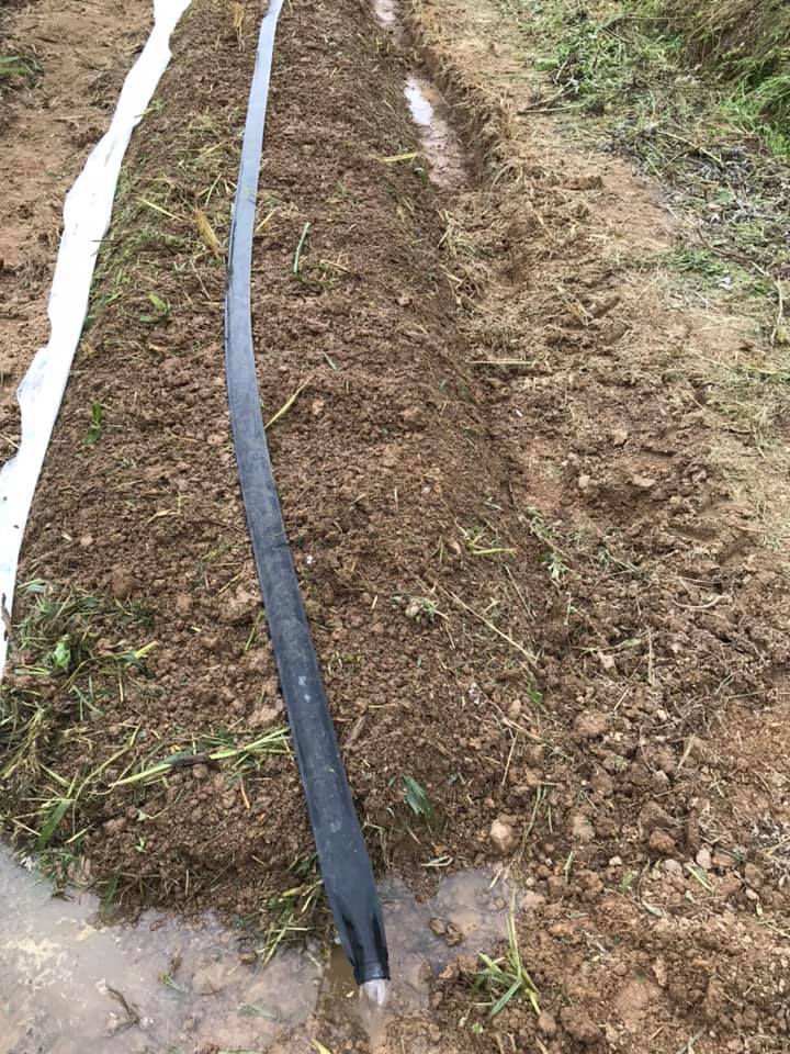 「水をたっぷりかけましょう!」