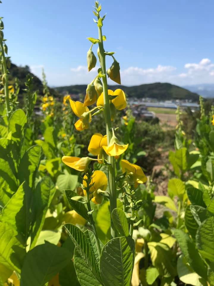 「クロタラリアの成長」