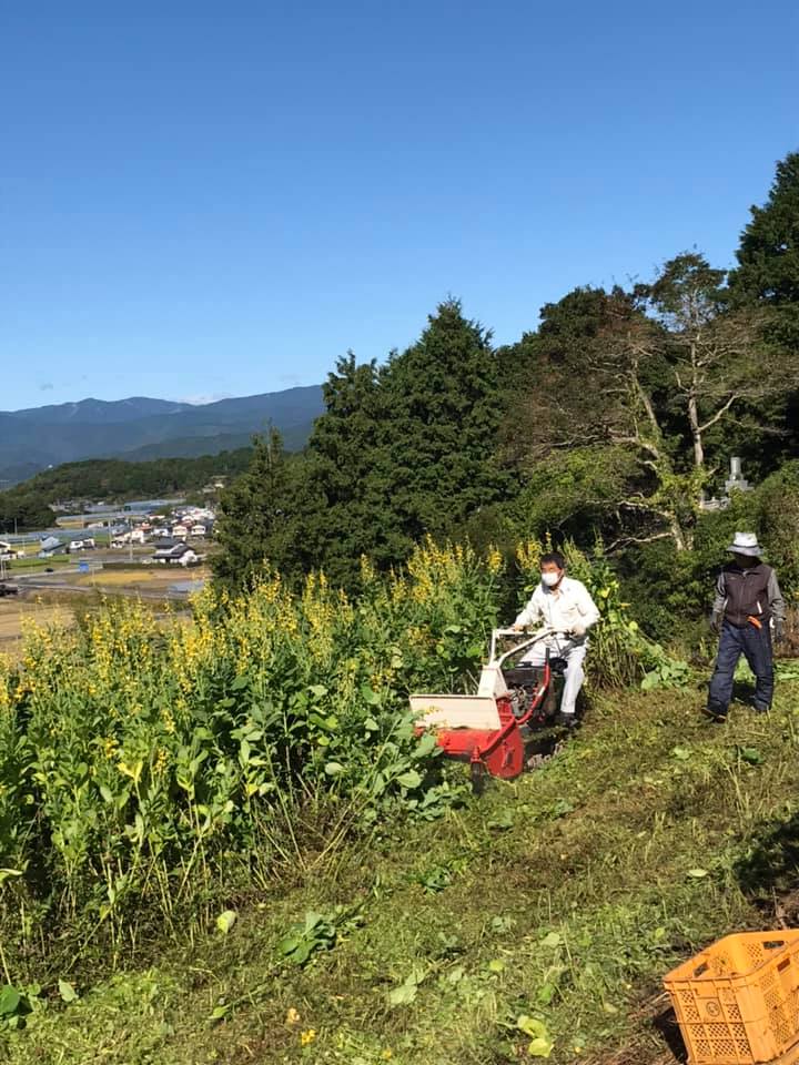 「クロタラリアのすき込み！」