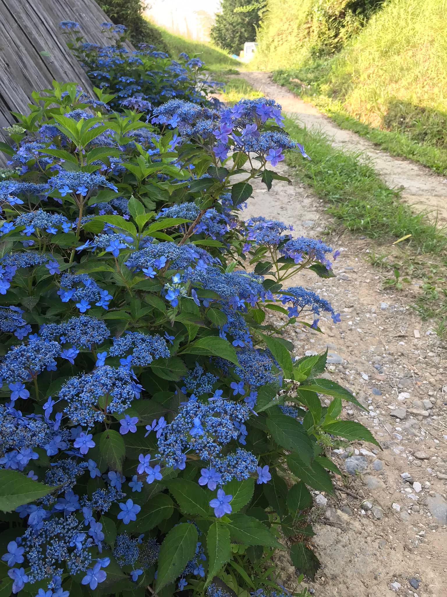「ひっこさんの紫陽花」