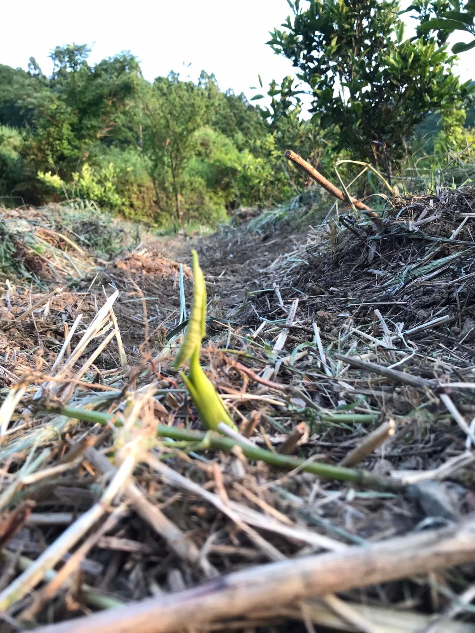 「里芋を植えました!」