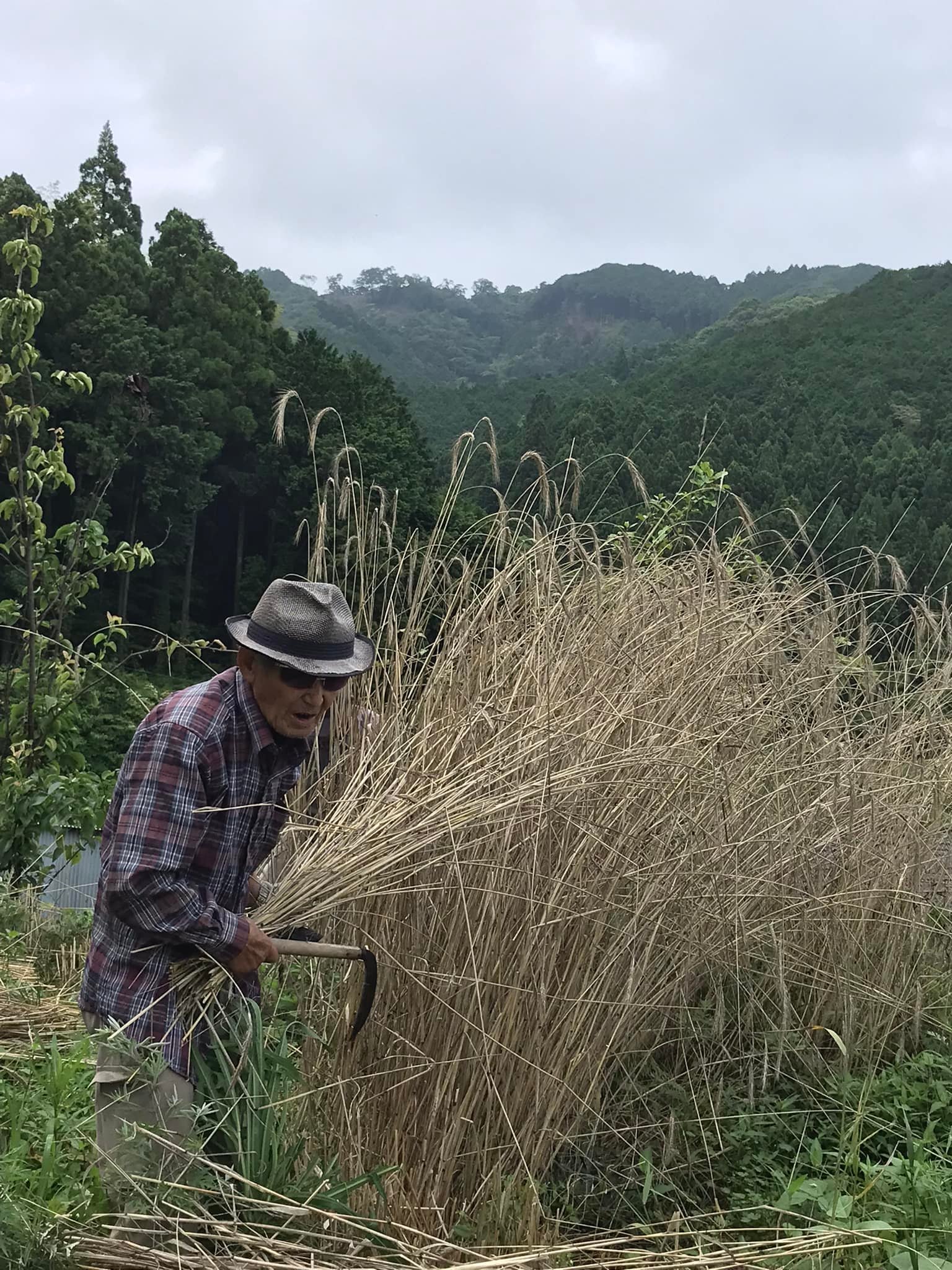 「ライ麦の収穫」ー食べられるのはいつ?ー