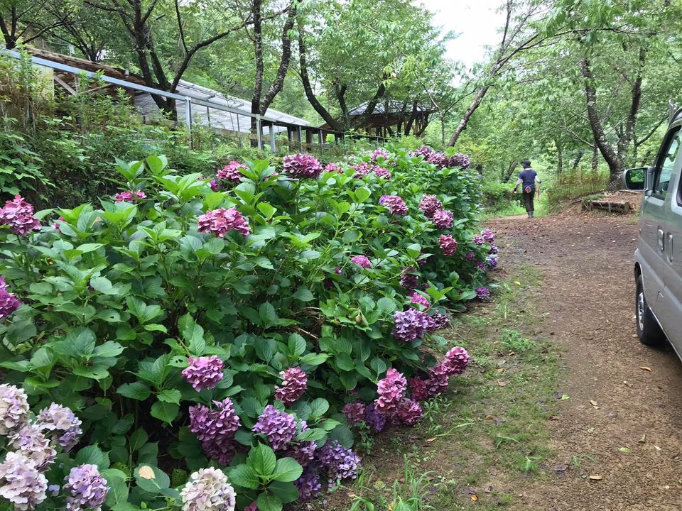 「紫陽花をいただきました♪」