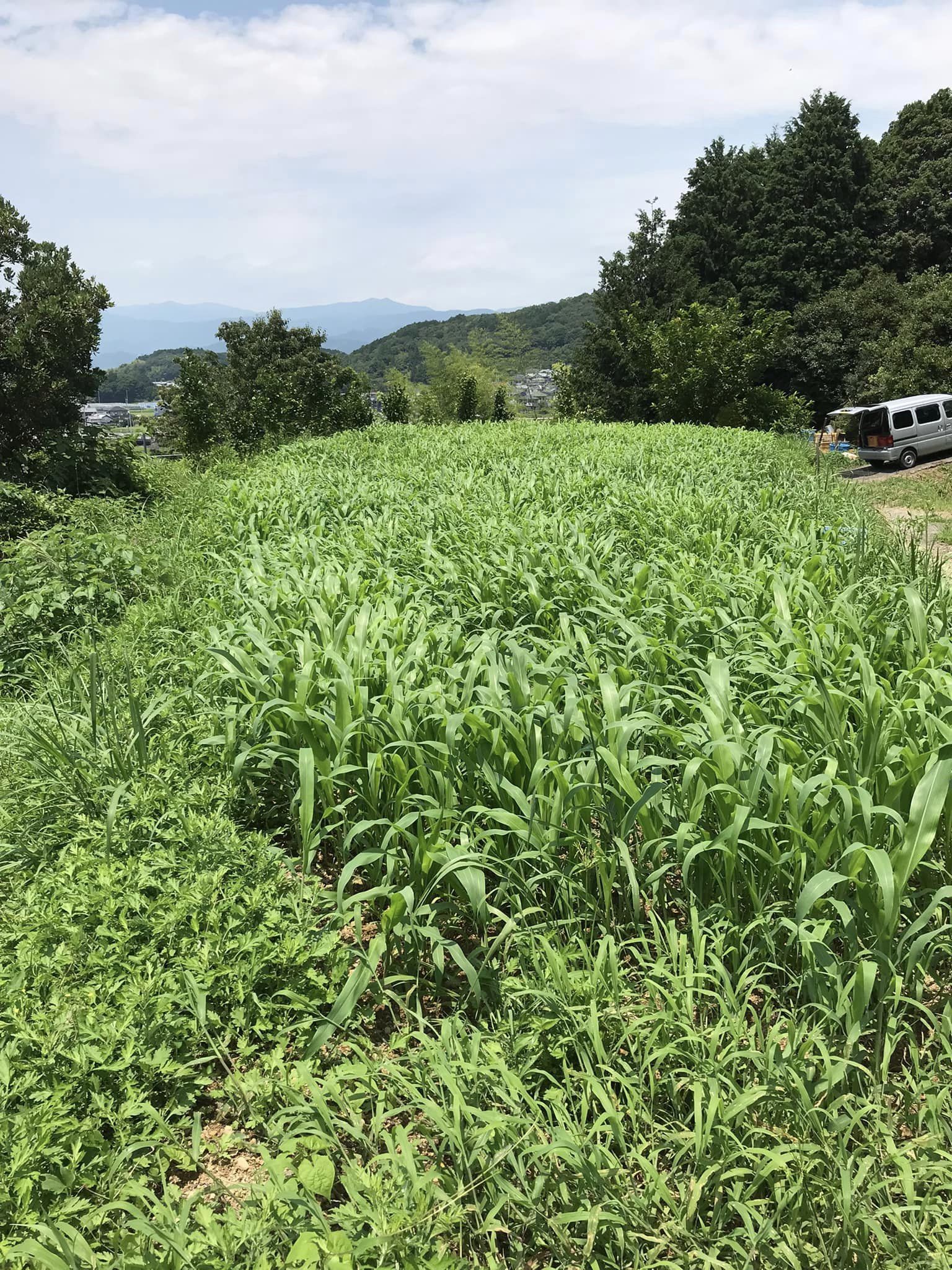「ソルゴー、成長中!」ー太陽と菌のチカラで土づくり?ー