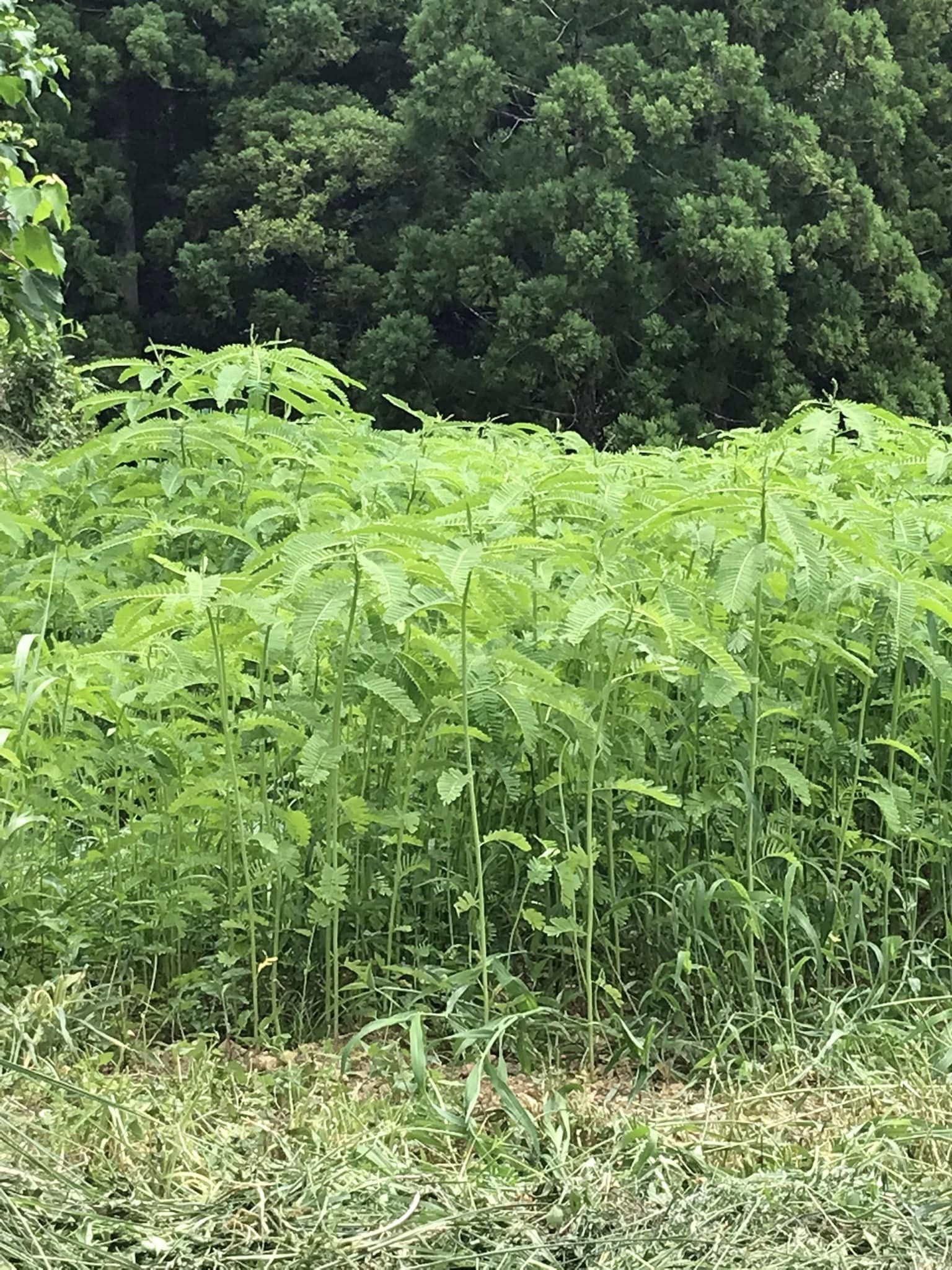 「セスバニア、成長中!」ー植物のチカラで土づくり?ー